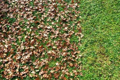 Lawn with Mulched Leaves
