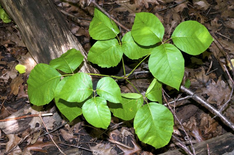 Poison Oak Removal in Honolulu, HI