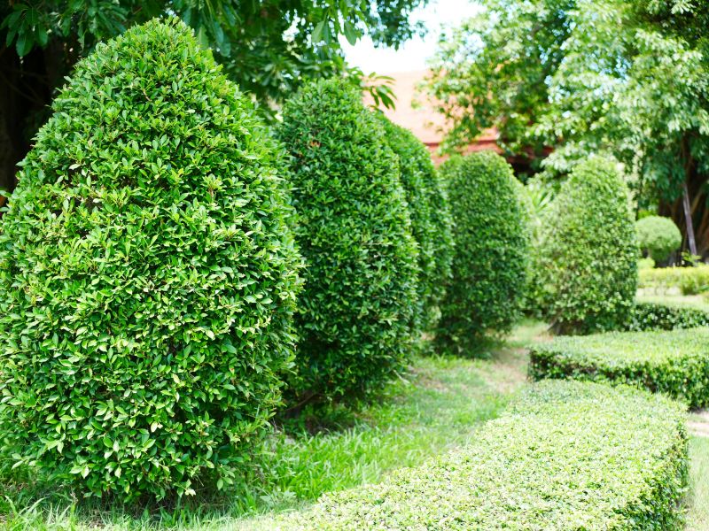 Pruned Trees and Shrubs