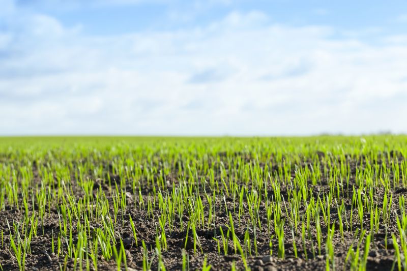 Spring Yard Preparation