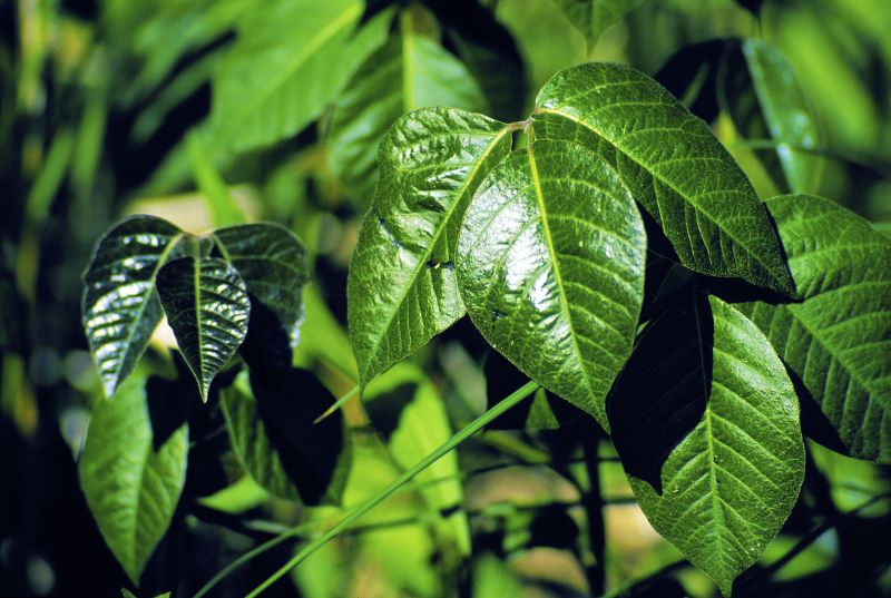 Poison Ivy Removal in Burlington County, NJ